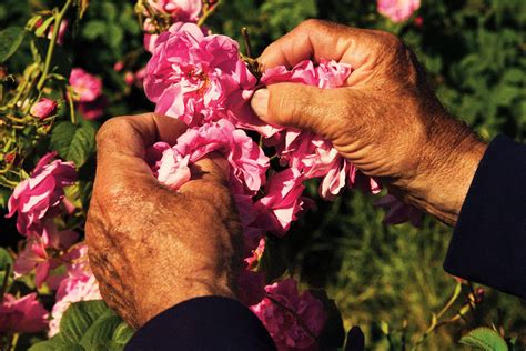 newyorker chanel no 5|The Flowers that Make Chanel No. 5 .